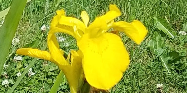 Sverdlilje (Iris pseudocorus)